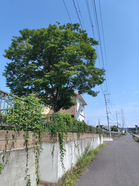 一般住宅の造園工事／栃木県宇都宮市