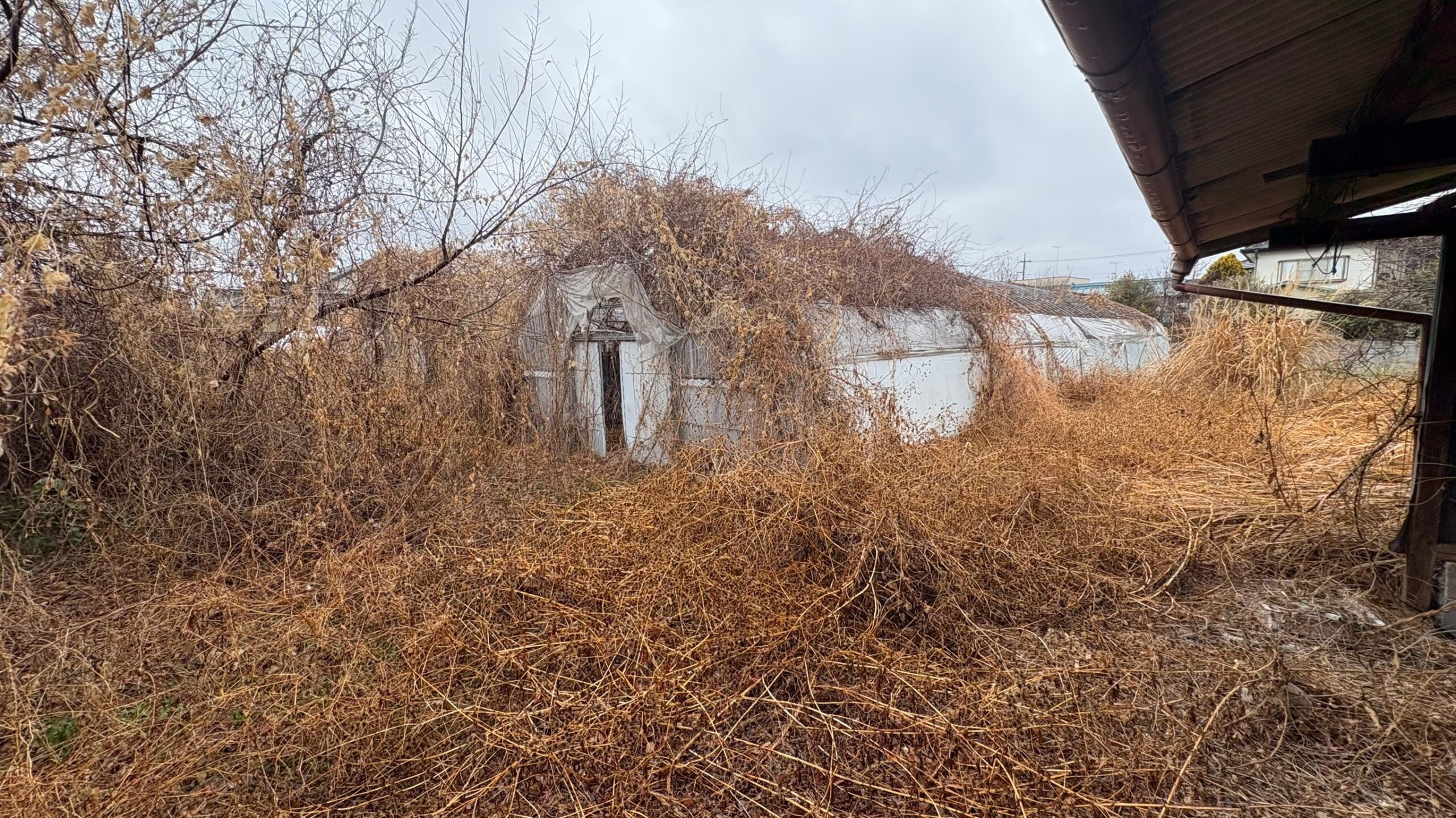 伐採・草撤去・ハウス解体工事 ＠栃木県栃木市