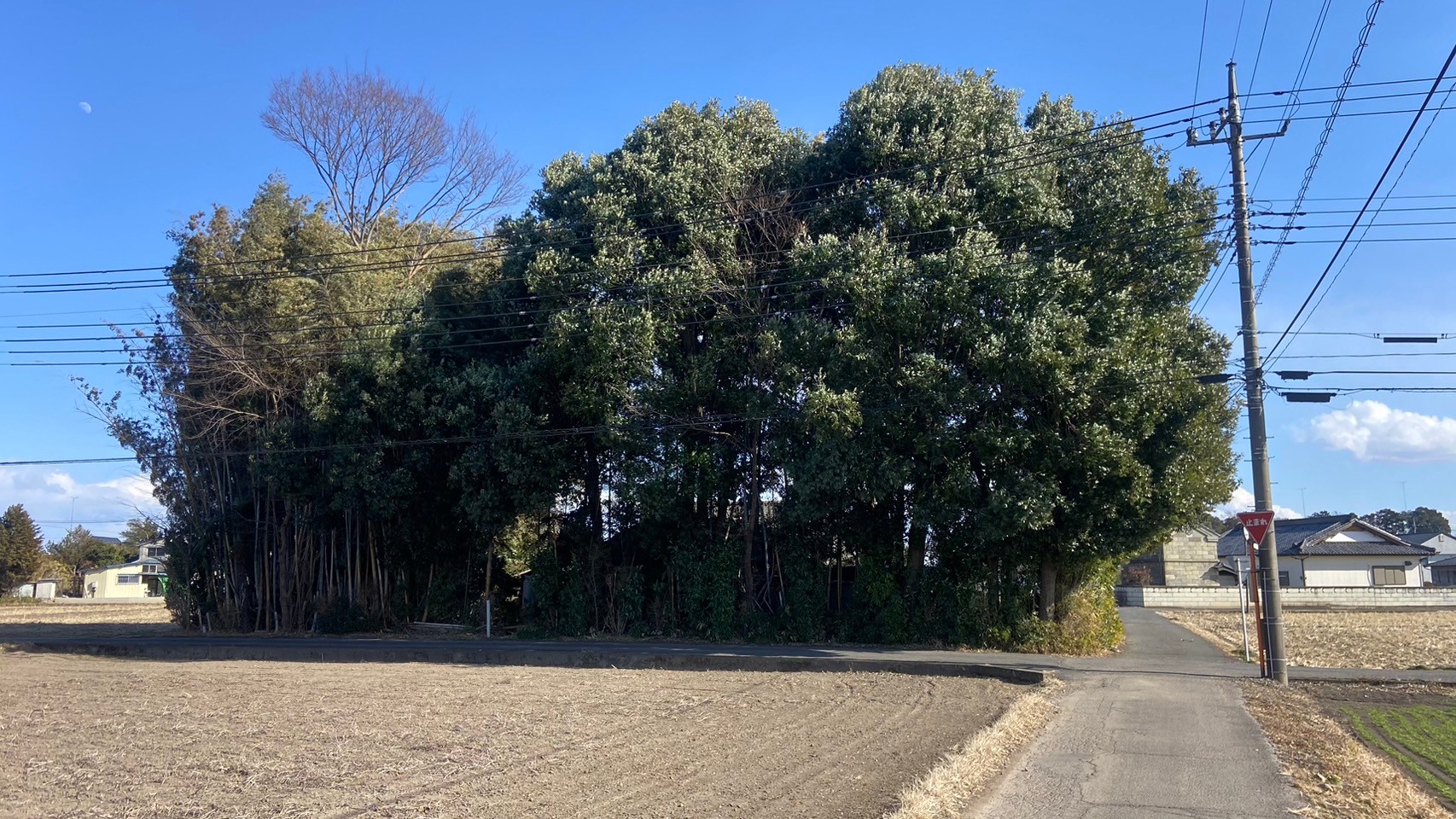 竹藪伐採／残置物撤去・処分／解体工事＠栃木県栃木市