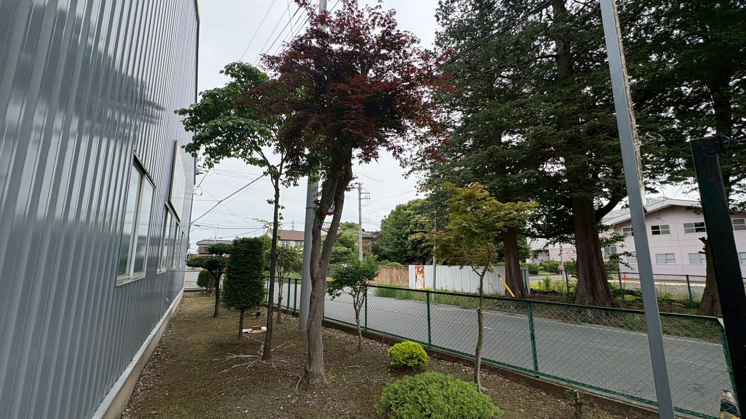 伐採工事＠茨城県古河市