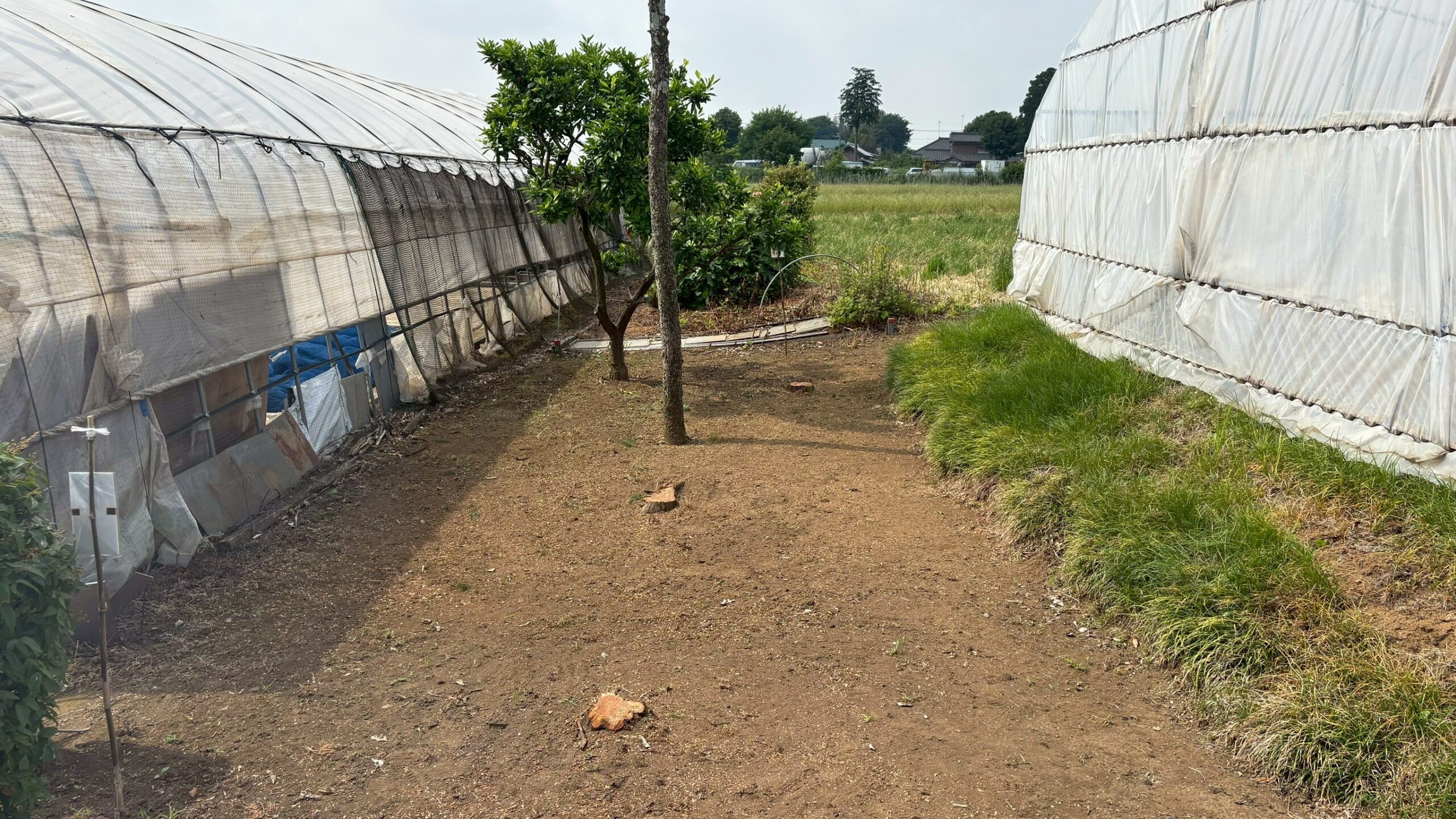 伐採工事＠茨城県古河市