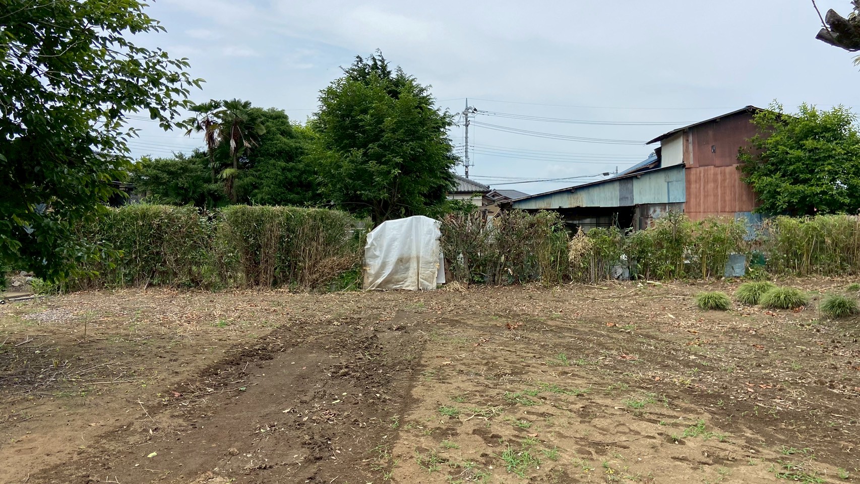 枝おろし／強剪定＠栃木県栃木市