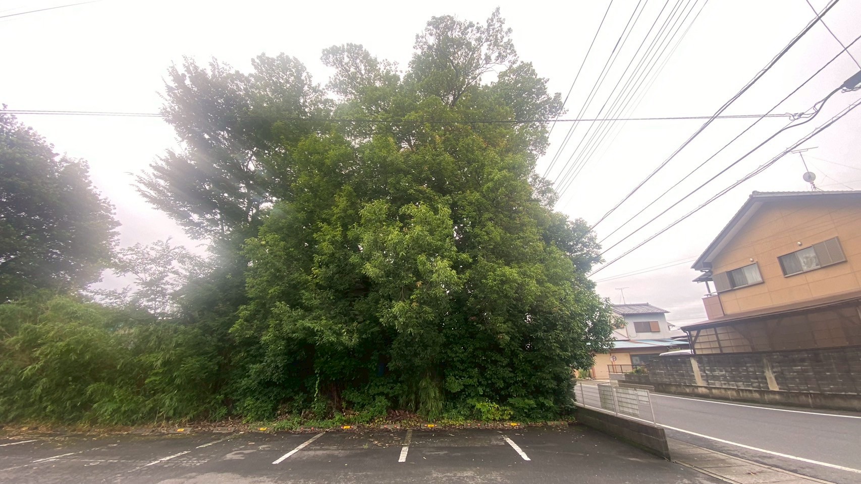 庭木伐採工事＠群馬県太田市