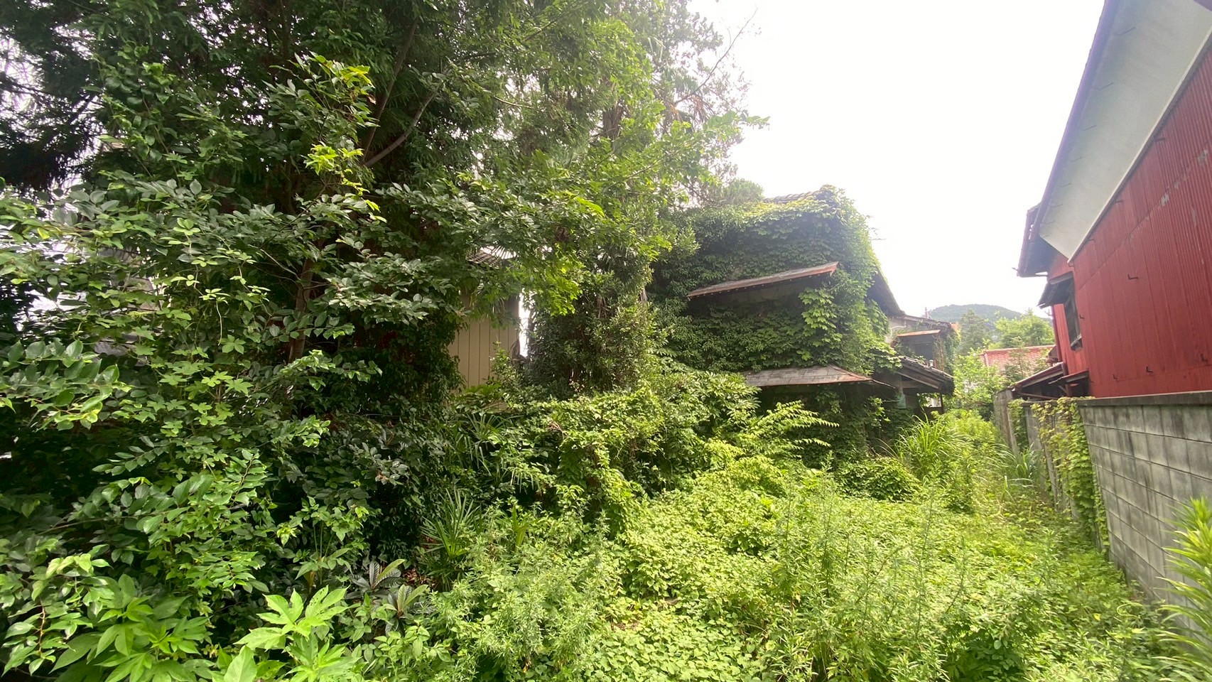 高所特殊伐採／小屋解体工事／除草整地工事＠栃木県佐野市