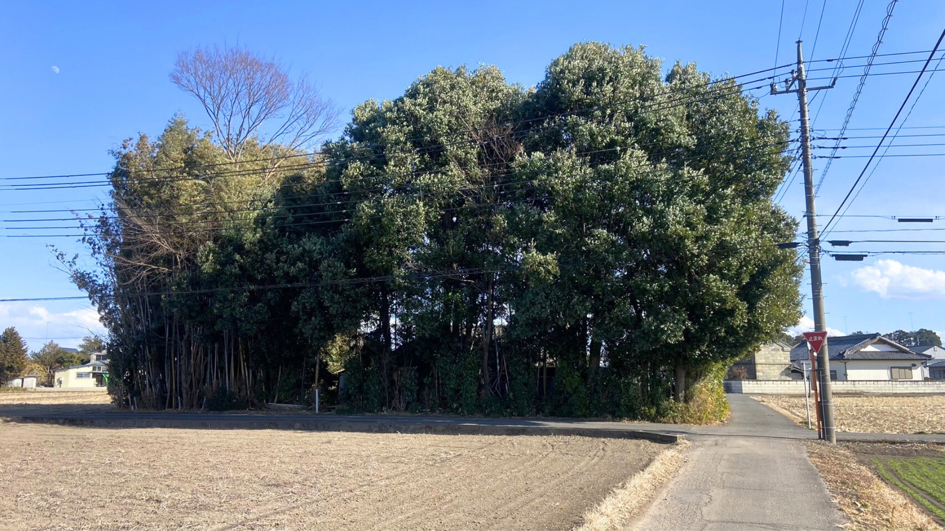 庭石・樹木の倒壊リスクの解消