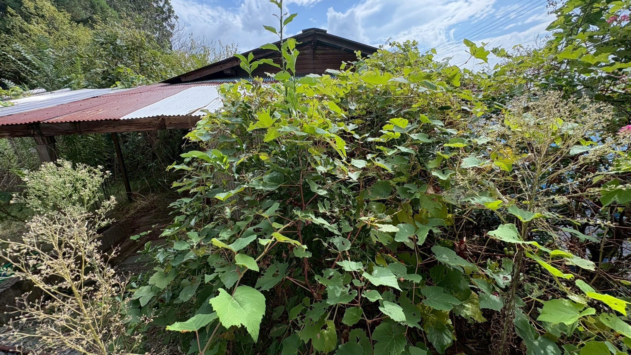 木造物置解体／砕石舗装工事＠茨城県桜川市