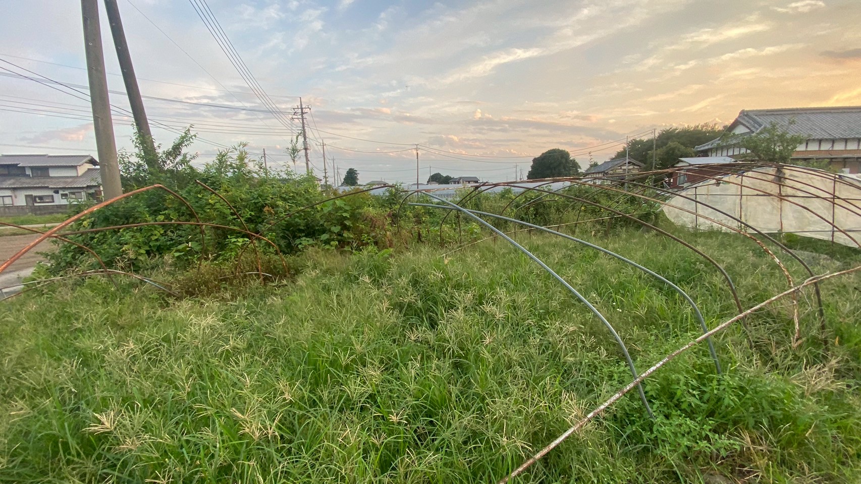 伐採・伐根・除草工事／ハウス撤去工事＠栃木県栃木市