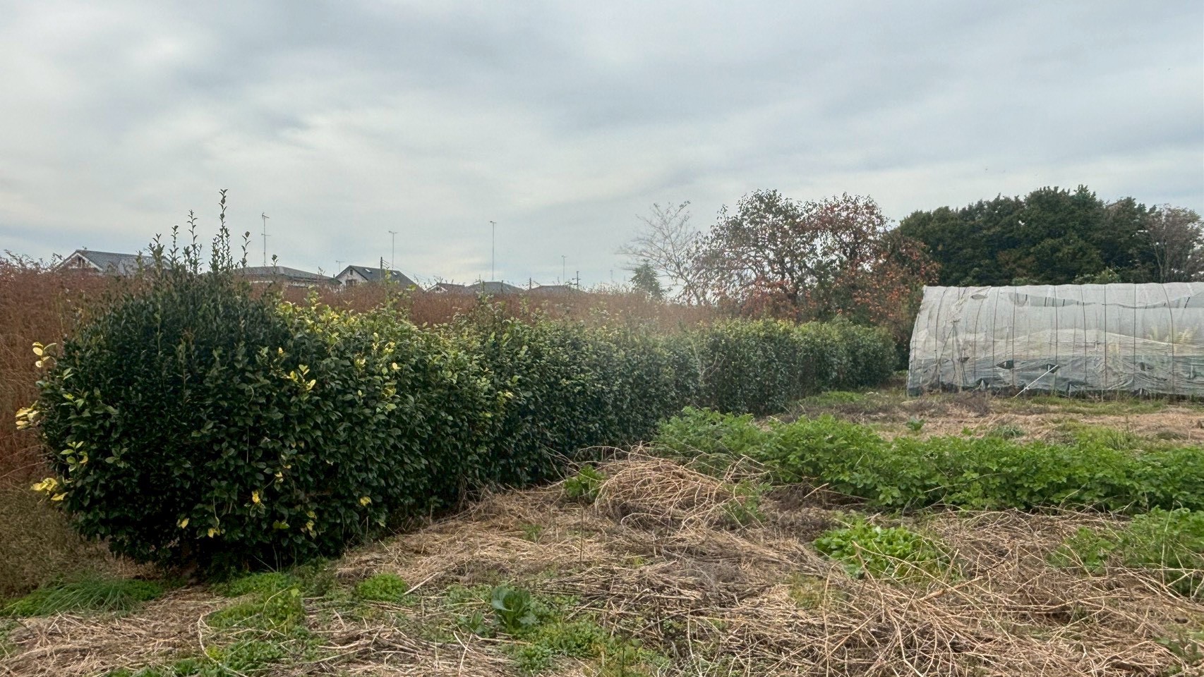 庭木伐採・剪定＠栃木県下野市
