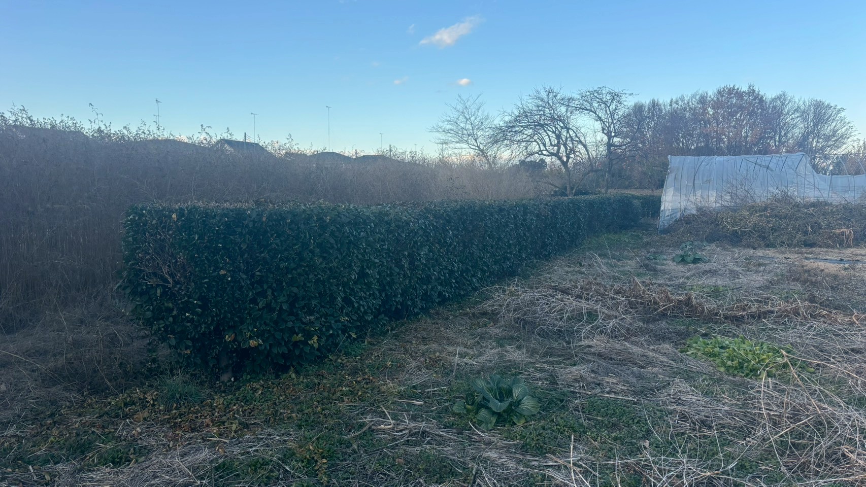 庭木伐採・剪定＠栃木県下野市