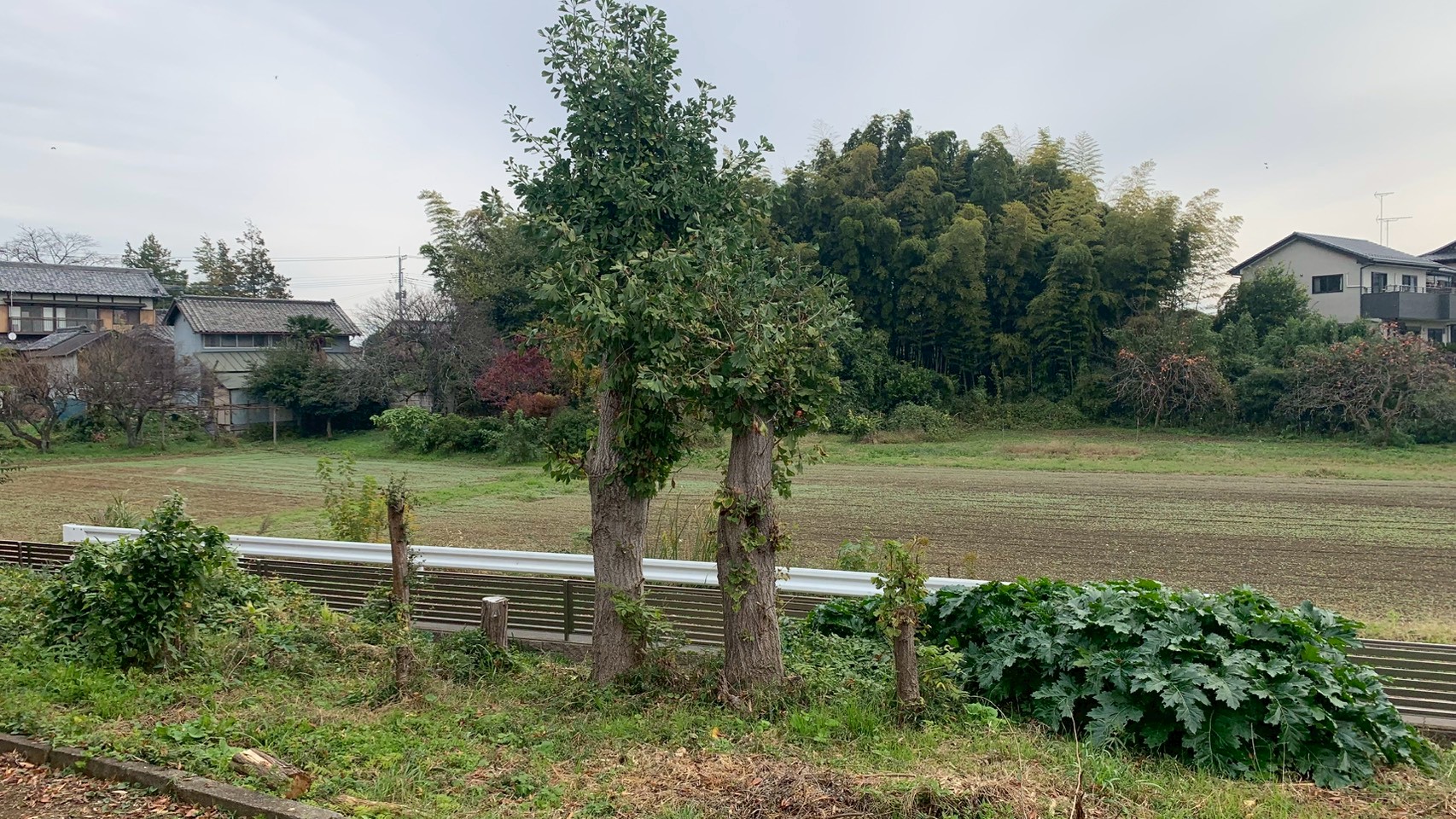 伐採工事＠栃木県下都賀郡野木町
