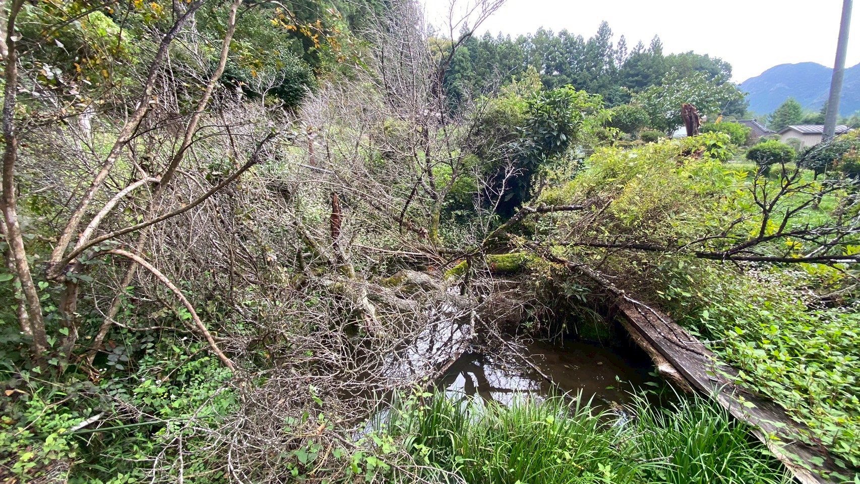 倒木撤去工事／伐採 ＠栃木県鹿沼市
