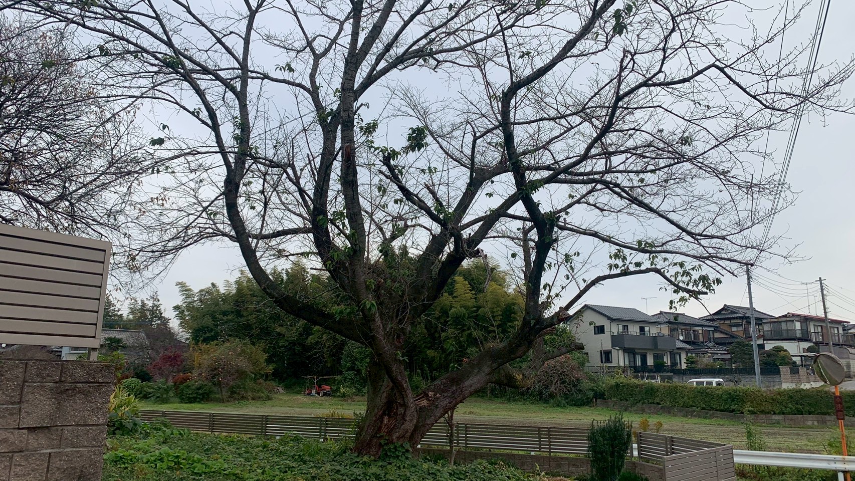 伐採工事＠栃木県下都賀郡野木町