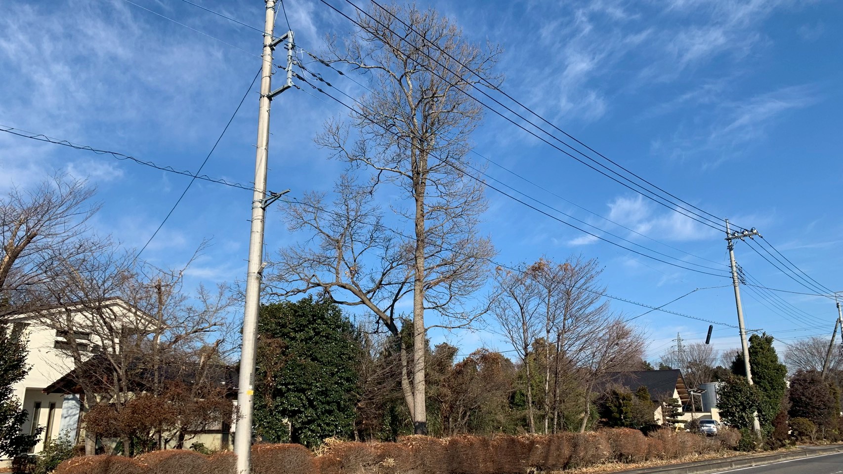 伐採工事 @栃木県下都賀郡壬生町