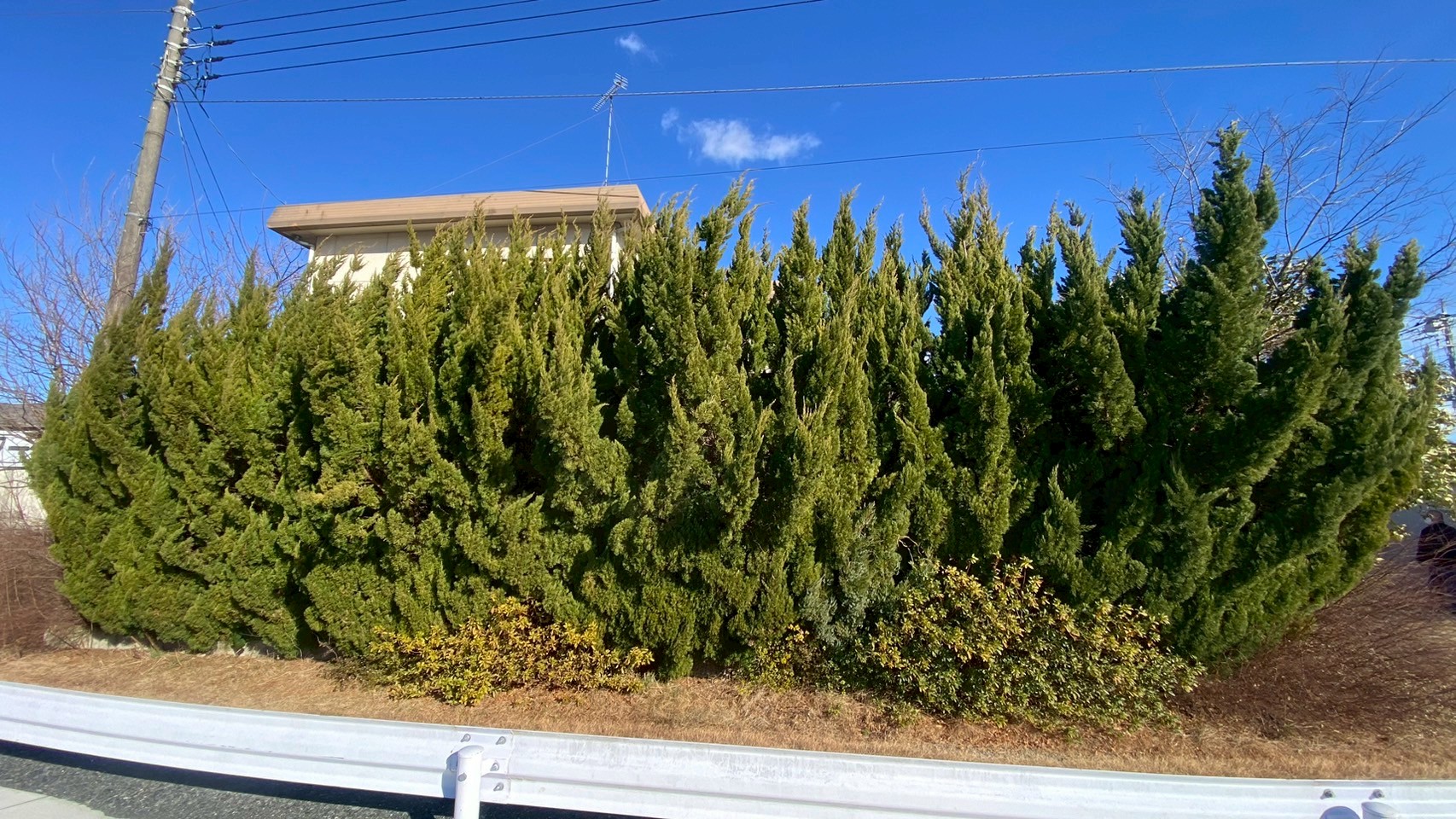 剪定・伐根工事 ＠栃木県栃木市