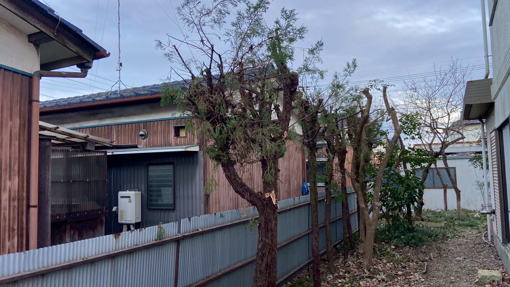 剪定・伐根工事 ＠栃木県栃木市