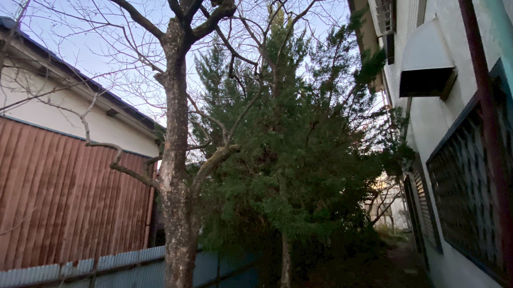 剪定・伐根工事 ＠栃木県栃木市