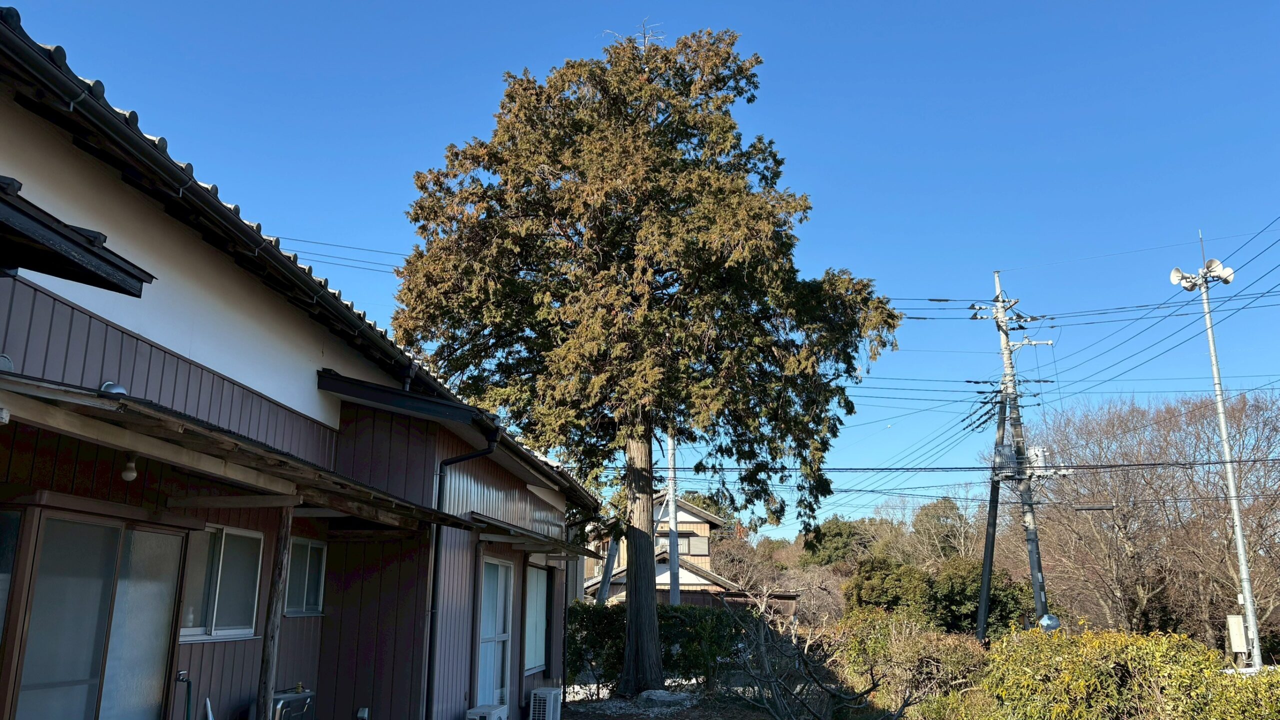 庭木伐採工事 @栃木県栃木市