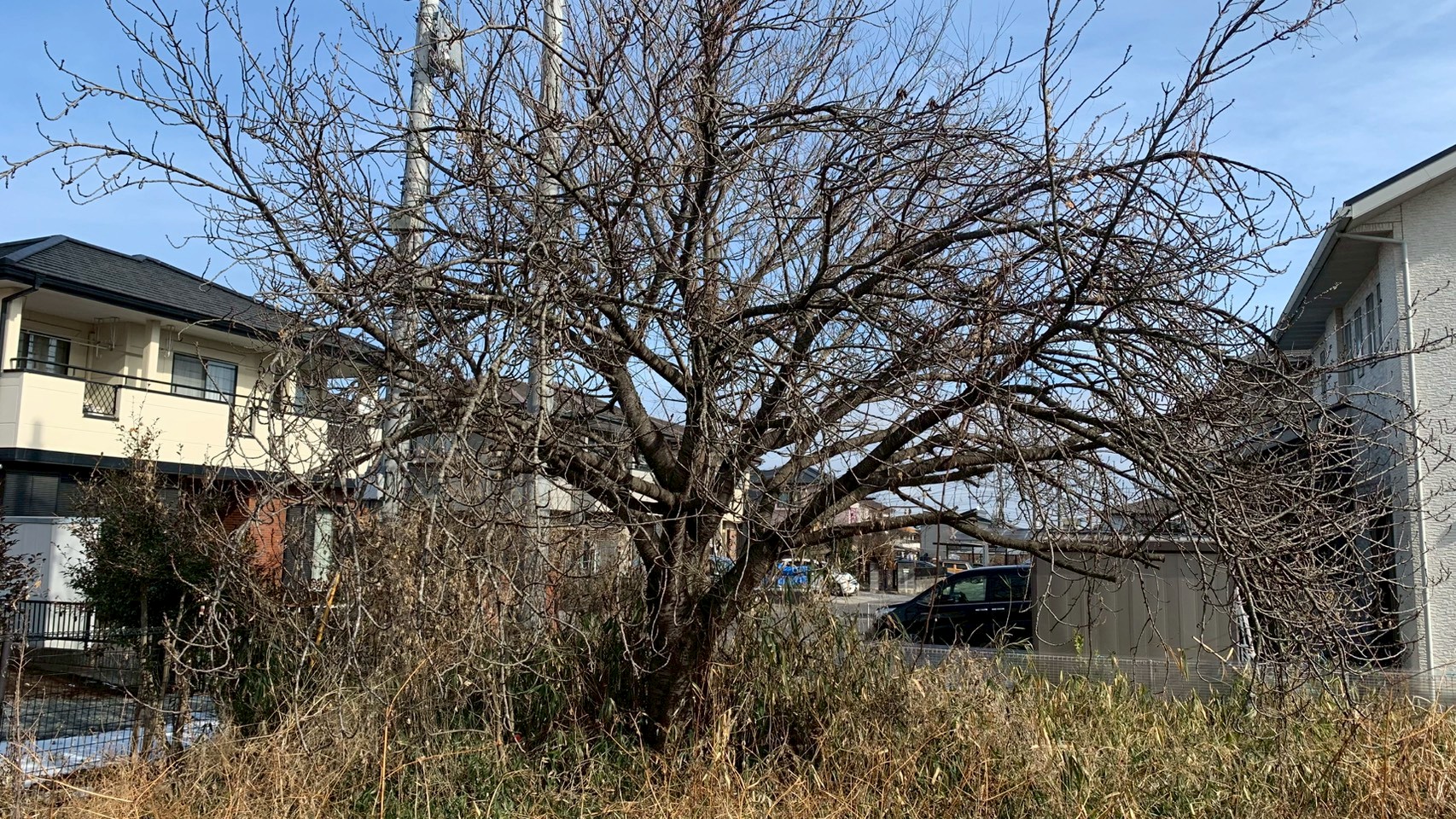 伐採・伐根・除草工事／整地工事 ＠栃木県宇都宮市