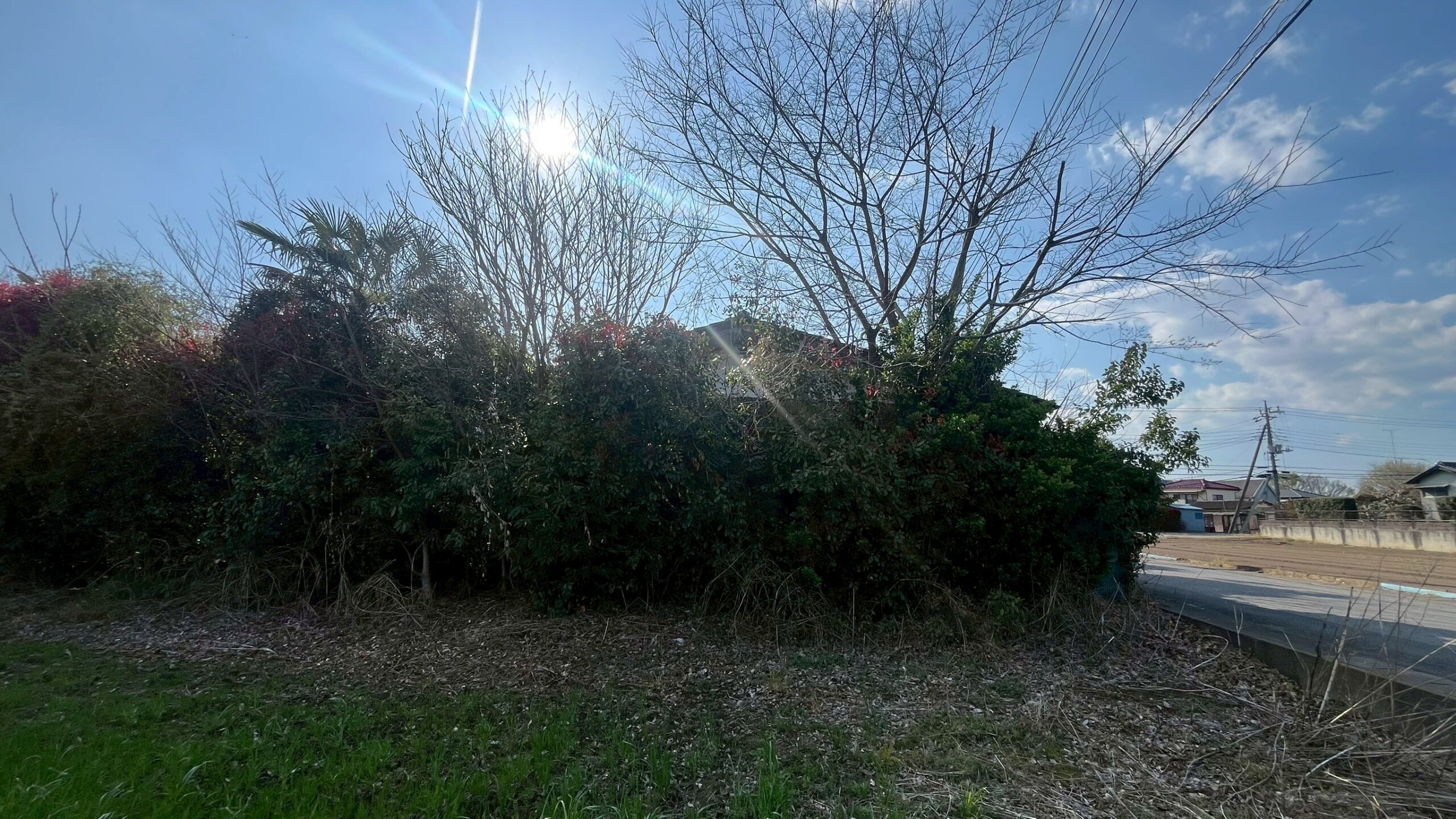 樹木伐採・剪定工事 @栃木県栃木市