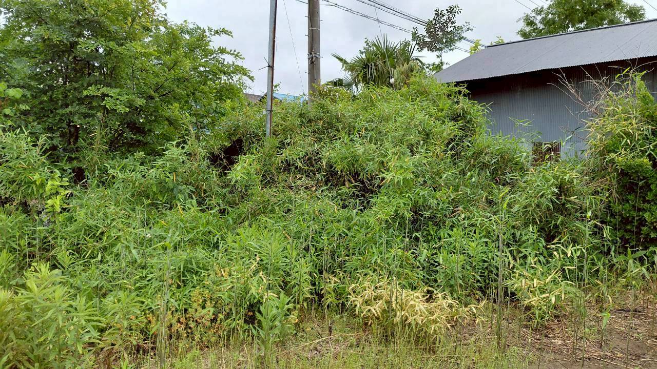 伐採・剪定作業＠栃木県小山市