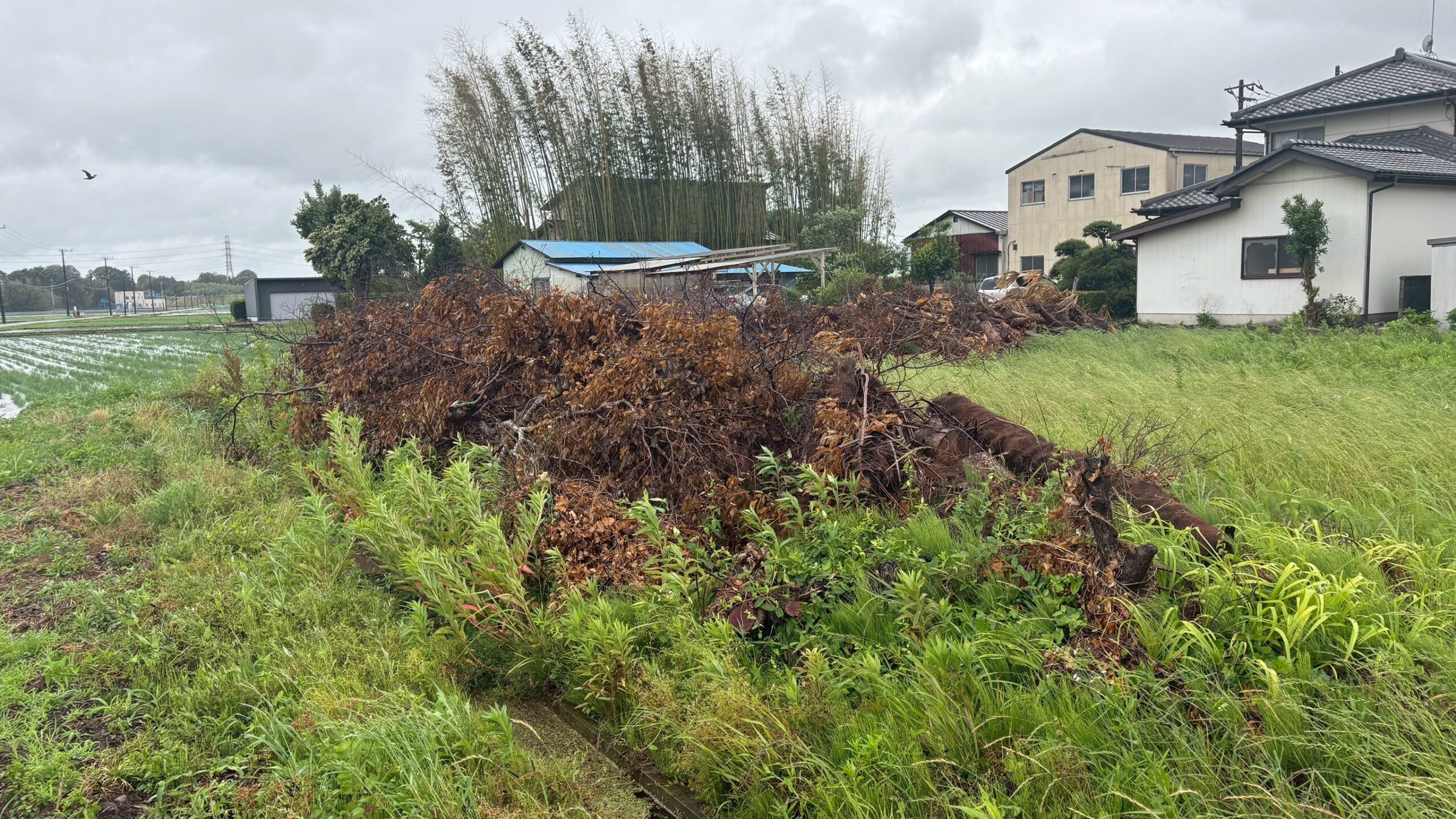 樹木・竹撤去@栃木県小山市