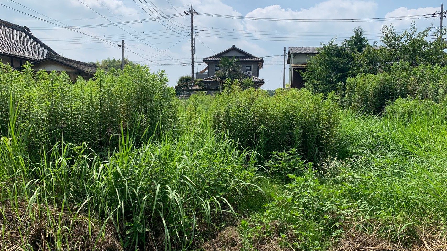 草刈り/伐採工事/砕石敷設工事 @栃木県小山市