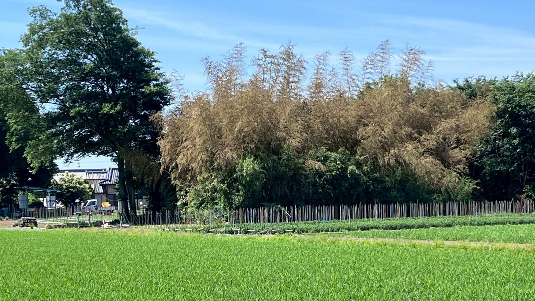 竹伐採工事＠茨城県筑西市