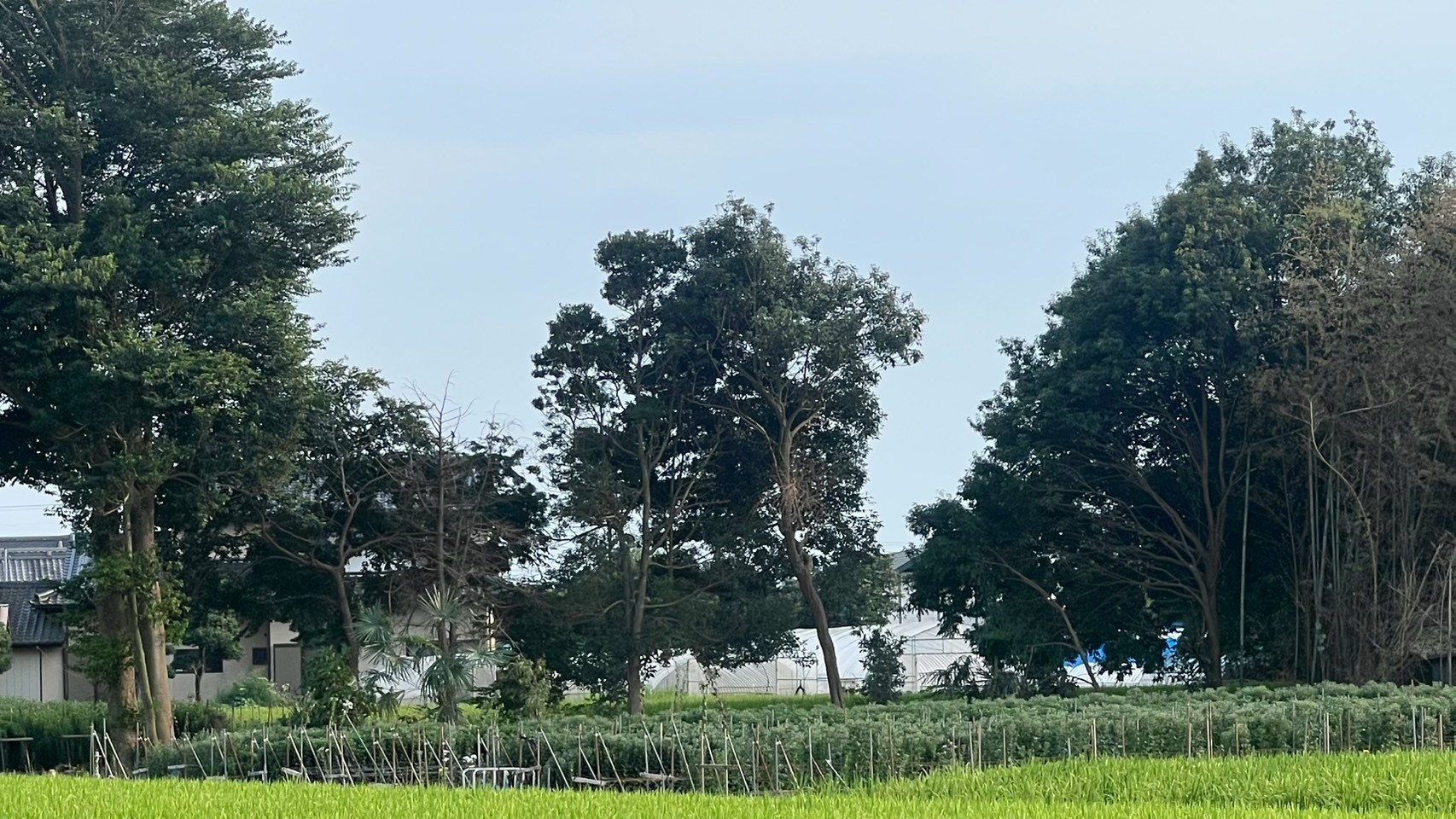 竹伐採工事＠茨城県筑西市