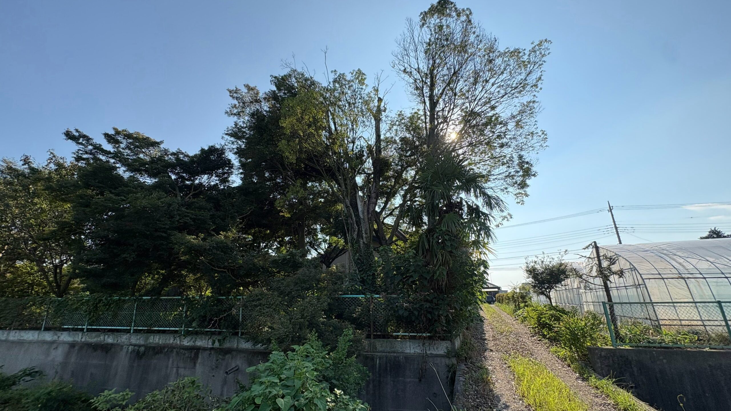 高所伐採工事 ＠栃木県下都賀郡壬生町