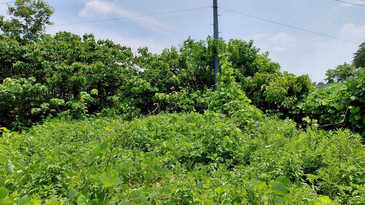 除草・伐採工事＠群馬県太田市