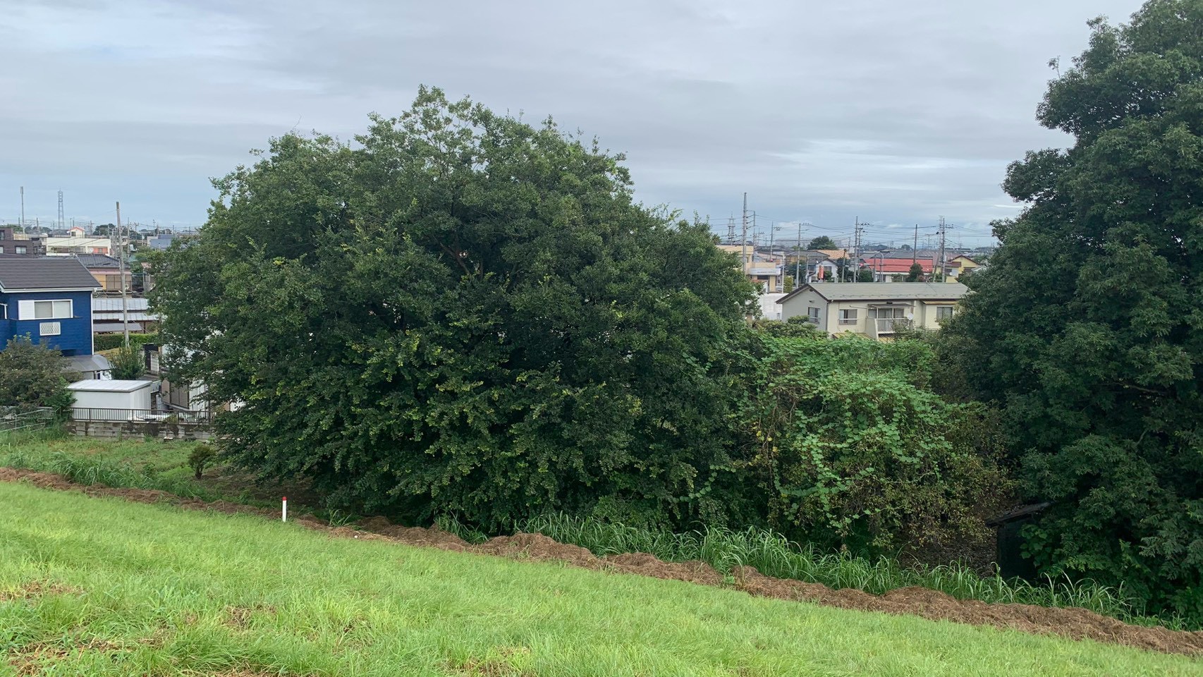 伐採・伐根・除草工事/砕石敷設工事/小屋解体工事@茨城県古河市