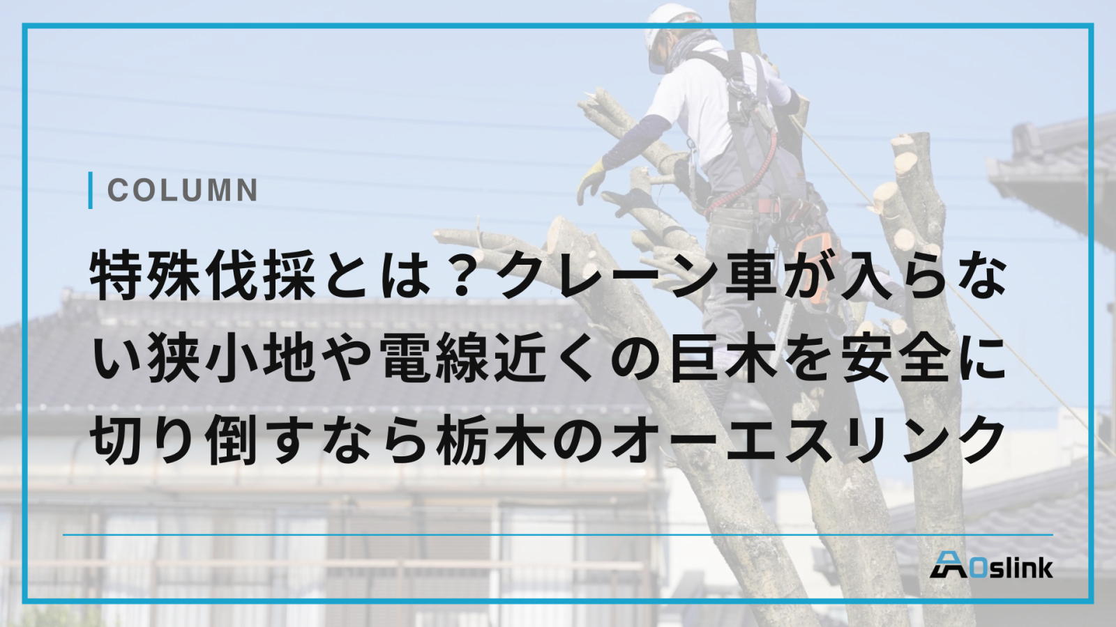 特殊伐採とは？クレーン車が入らない狭小地や電線近くの巨木を安全に切り倒すなら栃木のオーエスリンク